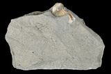 .64" Ammonite (Promicroceras) Fossil - Lyme Regis - #166639-1